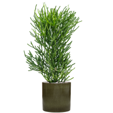 Euphorbia tirucalli in Cylinder