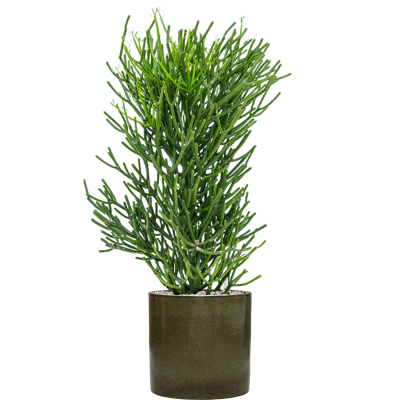 Растение в кашпо Euphorbia tirucalli in Cylinder