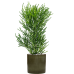 Растение в кашпо Euphorbia tirucalli in Cylinder