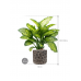 Растение в кашпо Dieffenbachia seguine 'Maroba' in Baq Luxe Lite Moon