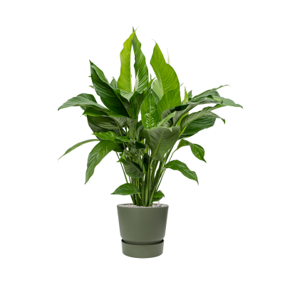 Растение в кашпо Spathiphyllum 'Sweet Lauretta' in Greenville