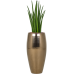 Растение в кашпо Sansevieria cylindrica 'Spikes' in Amora