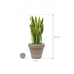 Растение в кашпо Sansevieria trifasciata 'Laurentii' in Terra Cotta