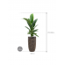 Растение в кашпо Spathiphyllum 'Sensation' in Baq Luxe Lite Universe Layer