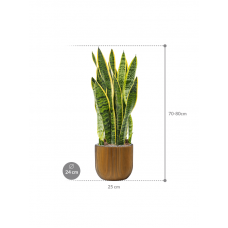 Sansevieria trifasciata 'Laurentii' in Capi Nature Groove