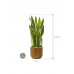 Растение в кашпо Sansevieria trifasciata 'Laurentii' in Capi Nature Groove