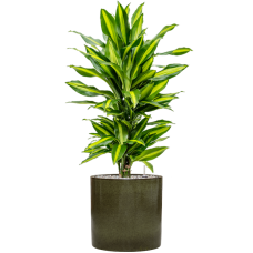 Dracaena fragrans 'Cintho' in Cylinder