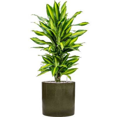 Растение в кашпо Dracaena fragrans 'Cintho' in Cylinder