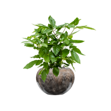 Schefflera actinophylla 'Amate' in Baq Luxe Lite Comet