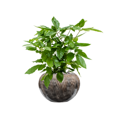 Растение в кашпо Schefflera actinophylla 'Amate' in Baq Luxe Lite Comet