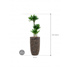 Dracaena fragrans 'Black jack' in Baq Luxe Lite Universe