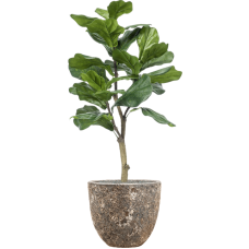 Ficus lyrata in Baq Lava