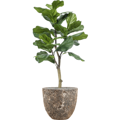 Растение в кашпо Ficus lyrata in Baq Lava