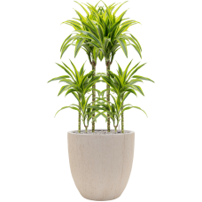 Dracaena fragrans 'Lemon Lime' in Baq Raindrop