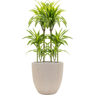 Растение в кашпо Dracaena fragrans 'Lemon Lime' in Baq Raindrop