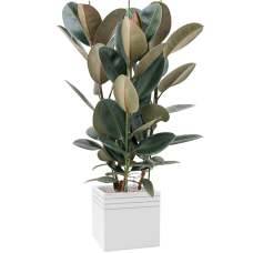 Ficus elastica 'Abidjan' in Baq Line-Up