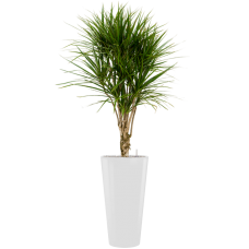 Dracaena marginata in Runner