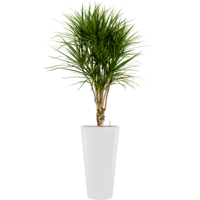 Растение в кашпо Dracaena marginata in Runner