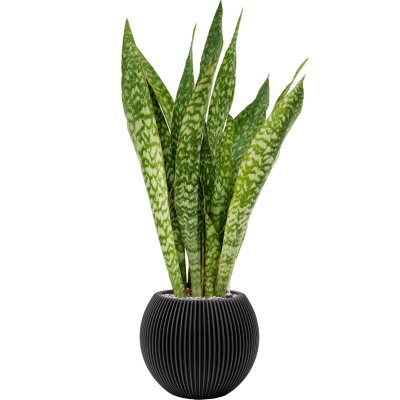 Растение в кашпо Sansevieria masoniana 'Dragon' in Capi Nature Groove