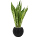 Растение в кашпо Sansevieria masoniana 'Dragon' in Capi Nature Groove