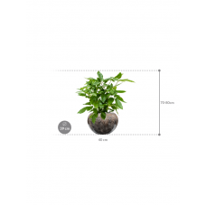 Schefflera actinophylla 'Amate' in Baq Luxe Lite Comet