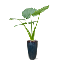 Alocasia macrorrhizos in Plain