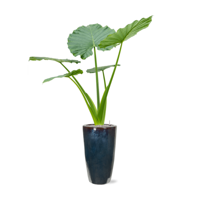 Растение в кашпо Alocasia macrorrhizos in Plain