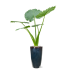 Растение в кашпо Alocasia macrorrhizos in Plain