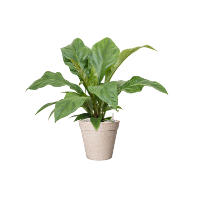 Растение в кашпо Anthurium elipticum 'Jungle Bush' in Fibrics Bamboo