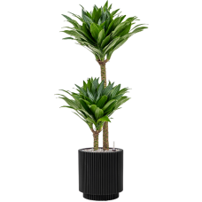 Dracaena fragrans 'Compacta' in Capi Nature Groove