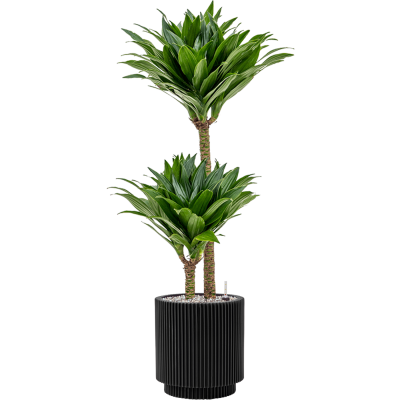 Растение в кашпо Dracaena fragrans 'Compacta' in Capi Nature Groove