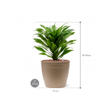 Dracaena fragrans 'Compacta' in Groove