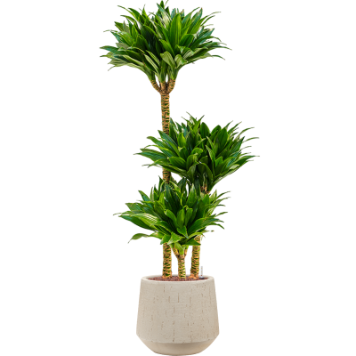 Растение в кашпо Dracaena fragrans 'Compacta' in Baq Raindrop