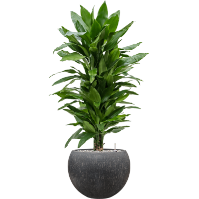 Растение в кашпо Dracaena fragrans 'Janet Lind' in Baq Raindrop