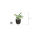 Растение в кашпо Philodendron 'Narrow' in Capi Urban Smooth NL