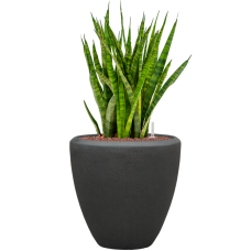 Sansevieria kirkii in Baq Polystone Plain