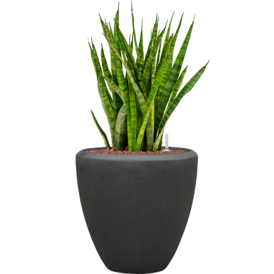 Растение в кашпо Sansevieria kirkii in Baq Polystone Plain