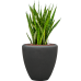 Растение в кашпо Sansevieria kirkii in Baq Polystone Plain