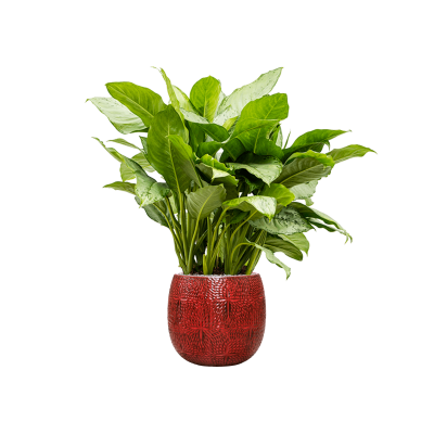 Растение в кашпо Aglaonema 'Freedman' in Marly