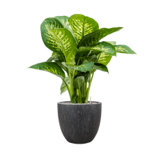 Dieffenbachia seguine 'Reeva' in Baq Raindrop