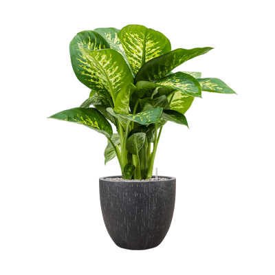 Растение в кашпо Dieffenbachia seguine 'Reeva' in Baq Raindrop