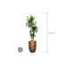 Растение в кашпо Dracaena fragrans 'Janet Craig' in Baq Gradient Lee