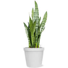 Sansevieria zeylanica in Feliz