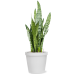 Растение в кашпо Sansevieria zeylanica in Feliz