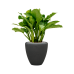 Растение в кашпо Aglaonema 'Freedman' in Baq Polystone Plain