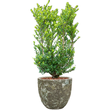 Ilex crenata 'Dark Green' in Baq Lava