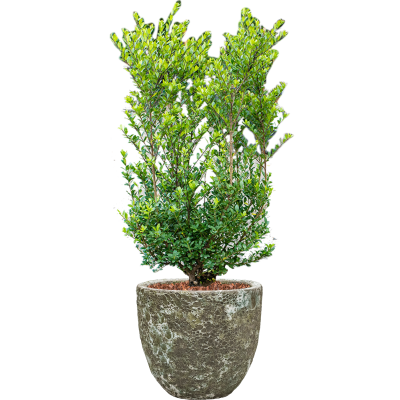 Растение в кашпо Ilex crenata 'Dark Green' in Baq Lava