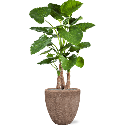 Растение в кашпо Alocasia calidora in Baq Polystone Rough