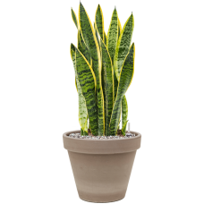 Sansevieria trifasciata 'Laurentii' in Terra Cotta