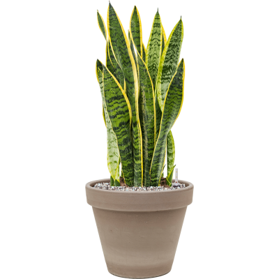 Растение в кашпо Sansevieria trifasciata 'Laurentii' in Terra Cotta